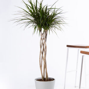 How Office Plants Help Lower Stress and Boost Focus | Bloomscape