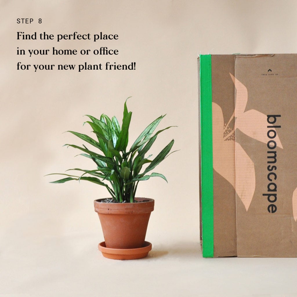 Indoor Plant Delivery Bloomscape Step 8