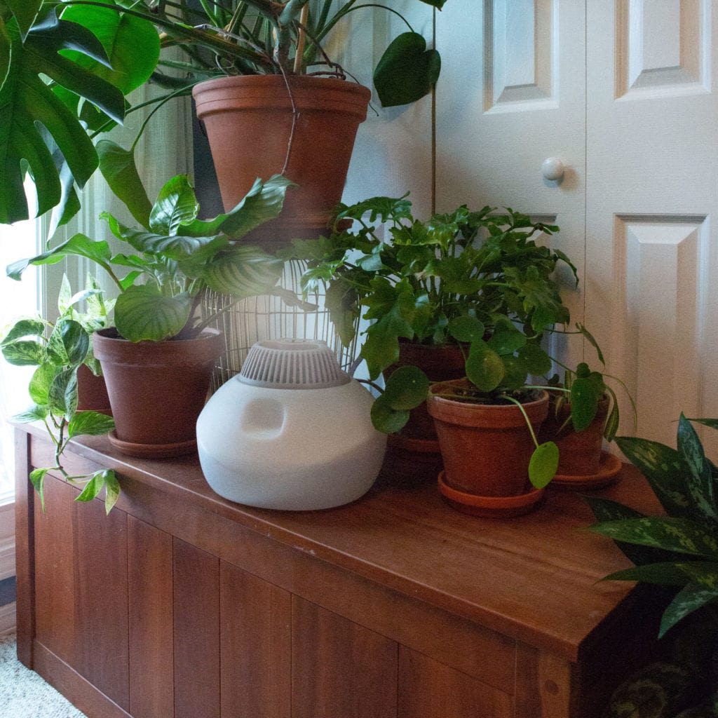 Increase humidity for plants