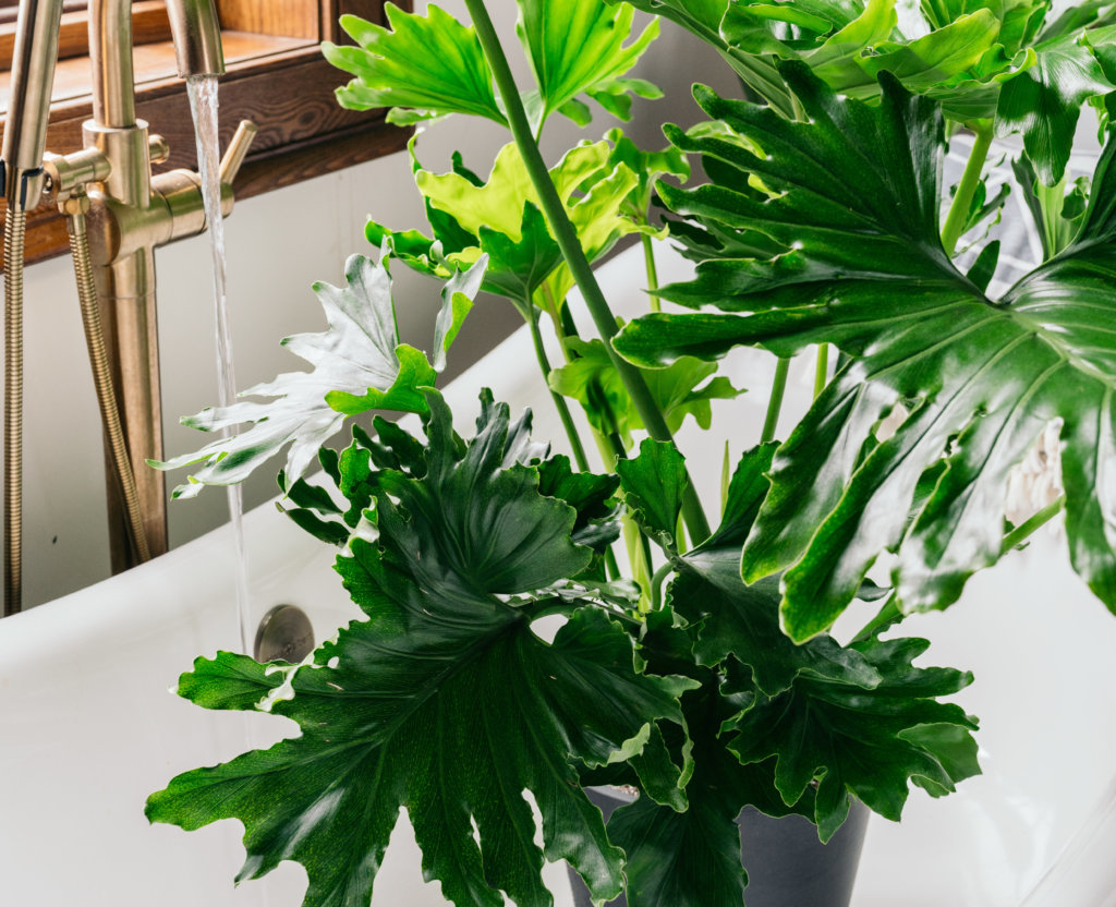 watering your plants thoroughly