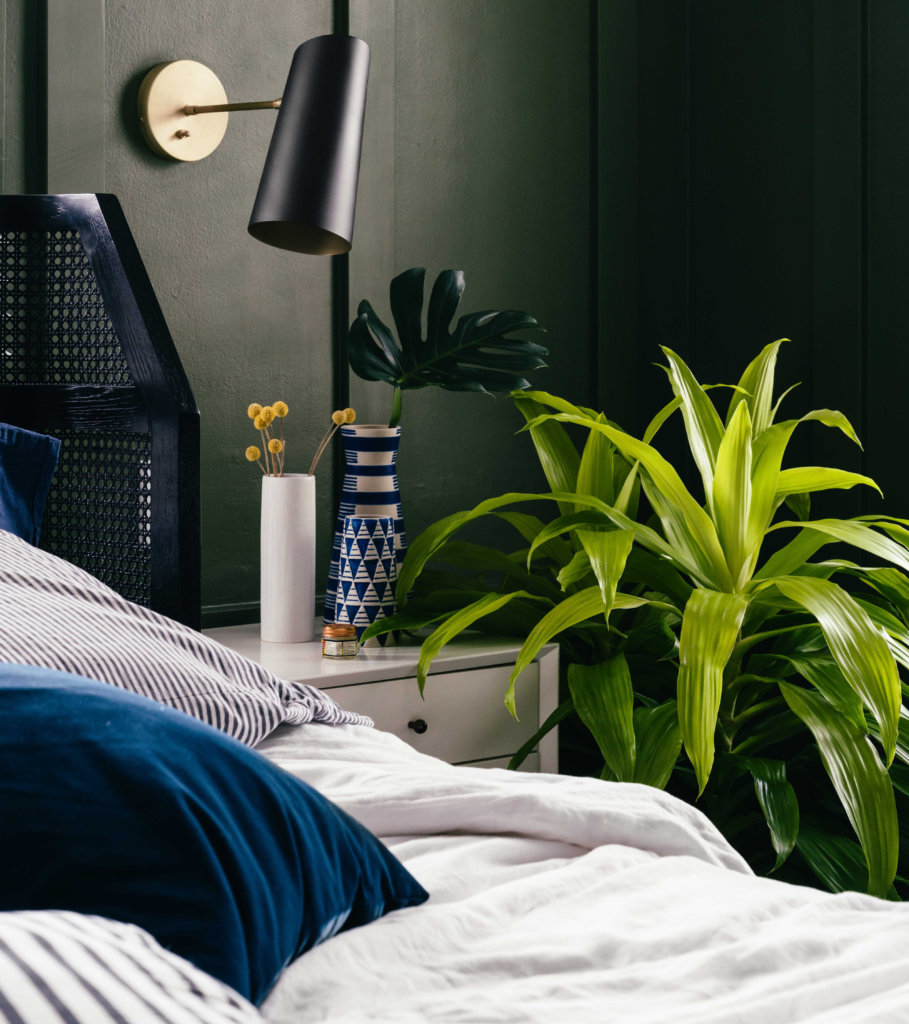 bloomscape plants for low light