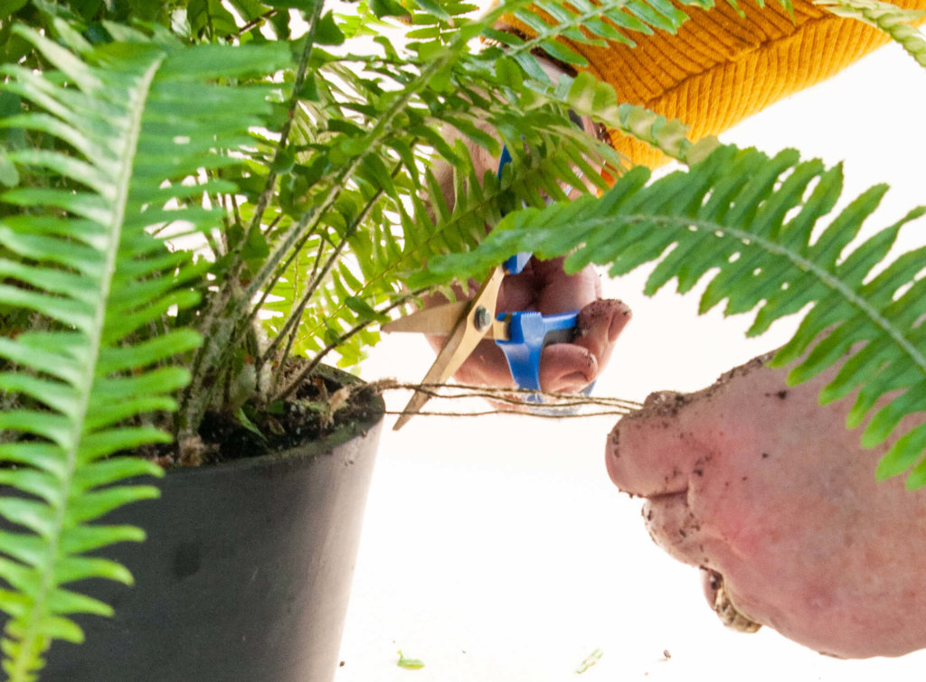 Plant Mom Pro Tips: How to Re-pot Your Plants