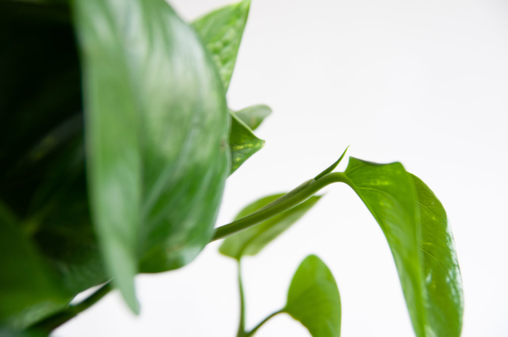 What Does New Growth Look Like? | Bloomscape