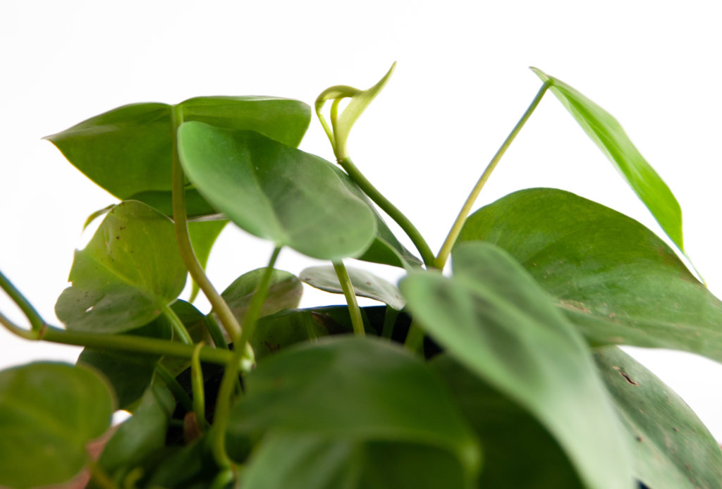 What Does New Growth Look Like? | Bloomscape