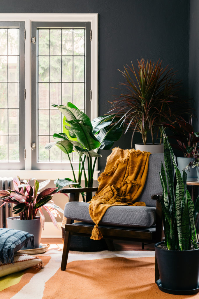 Best Plants for the Living Room Best Plants for the Living Room