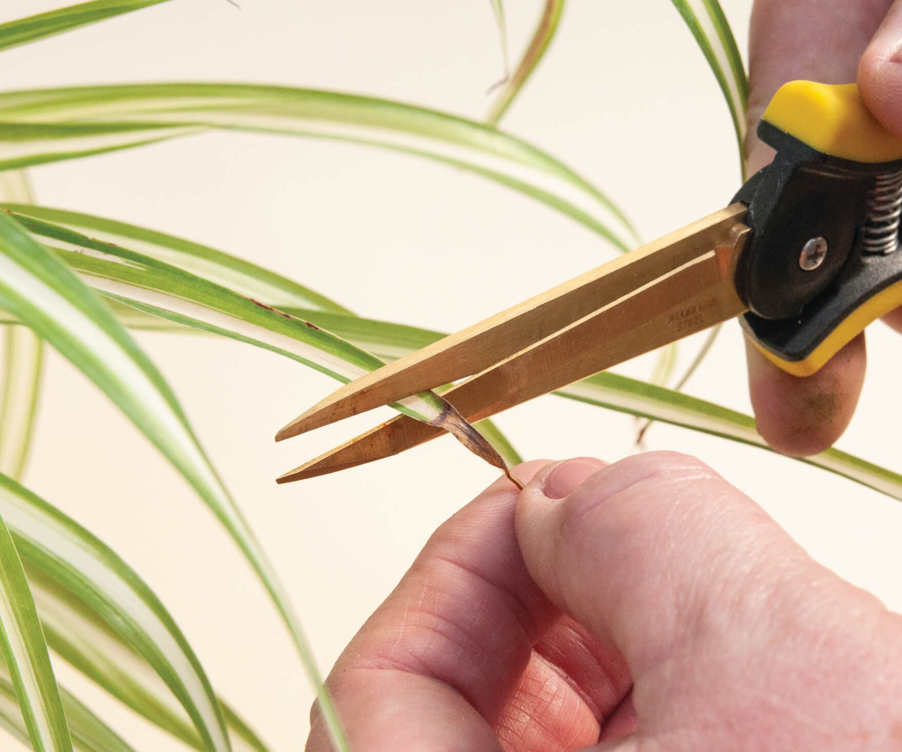 advice from plant mom: getting your plants ready for fall