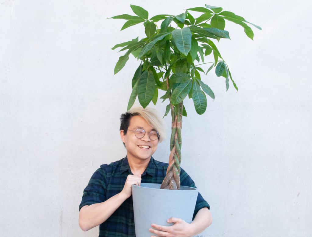 money-tree-plant-symbolism-benefits