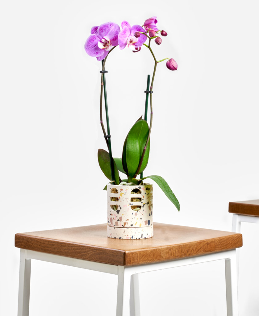 Buy Bloomscape Potted Orchid Phalaenopsis