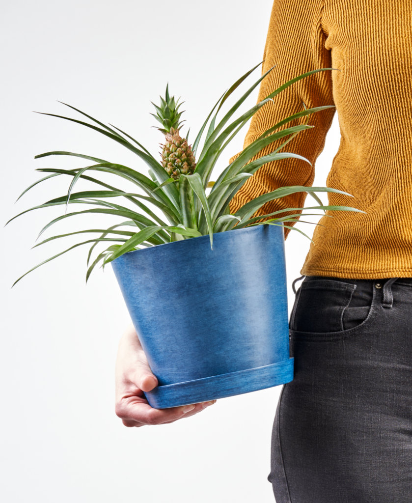 Buy Bloomscape Potted Bromeliad Pineapple