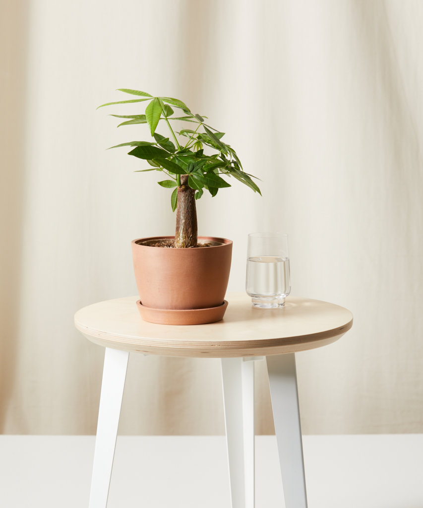 Buy Bloomscape Potted Mini Money Tree