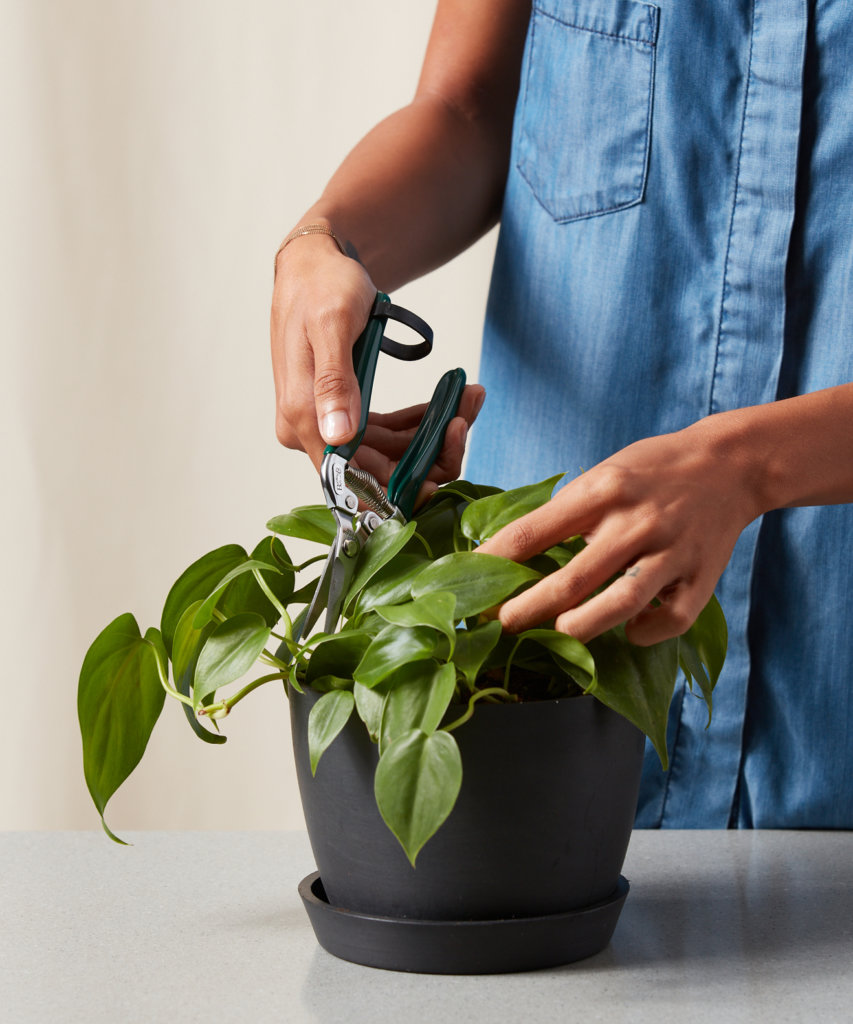 Buy Bloomscape Houseplant Snips