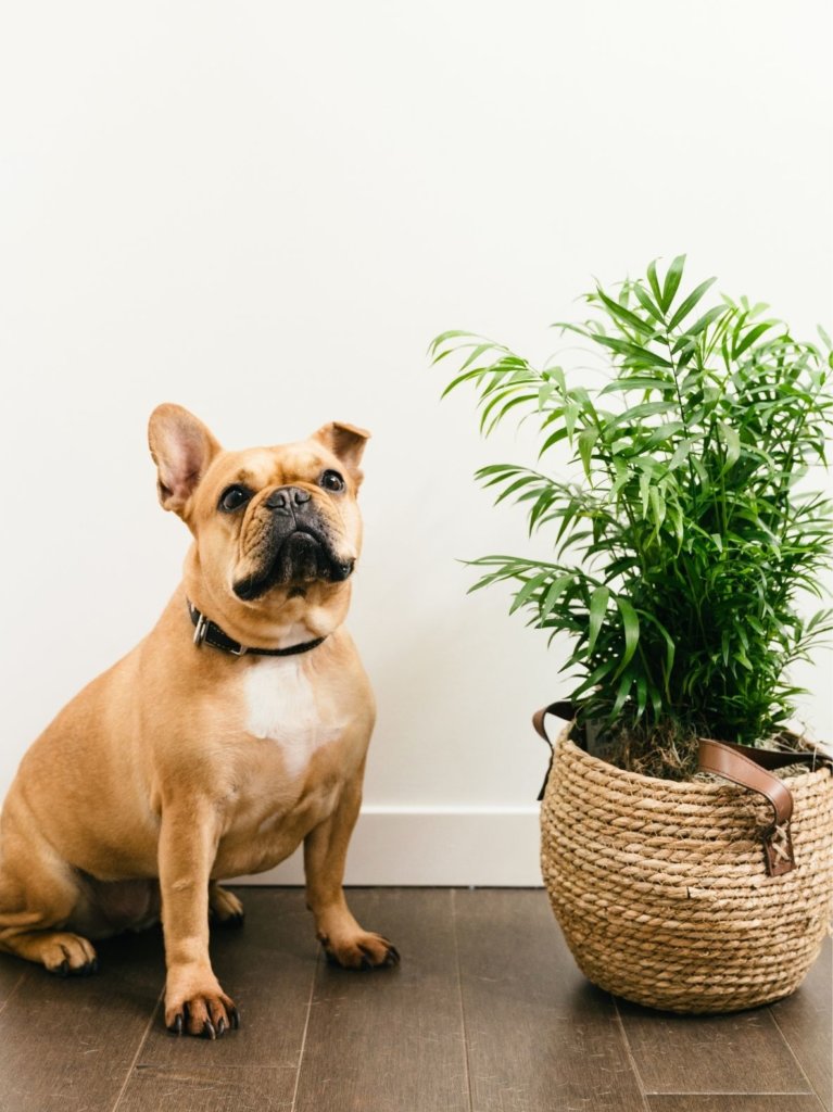 Shop Pet Friendly Picks. French Bulldog sitting next to Parlor Palm.