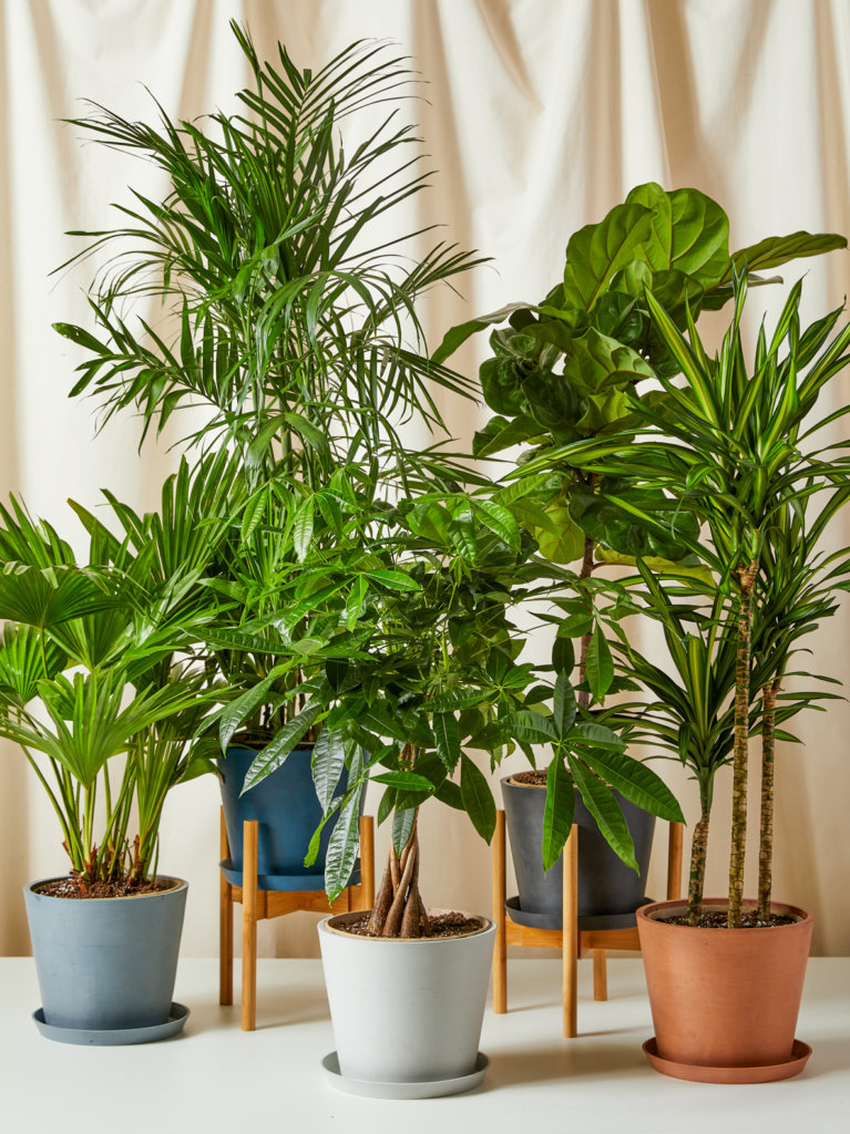 Bloomscape plant gifts over $150 assortment