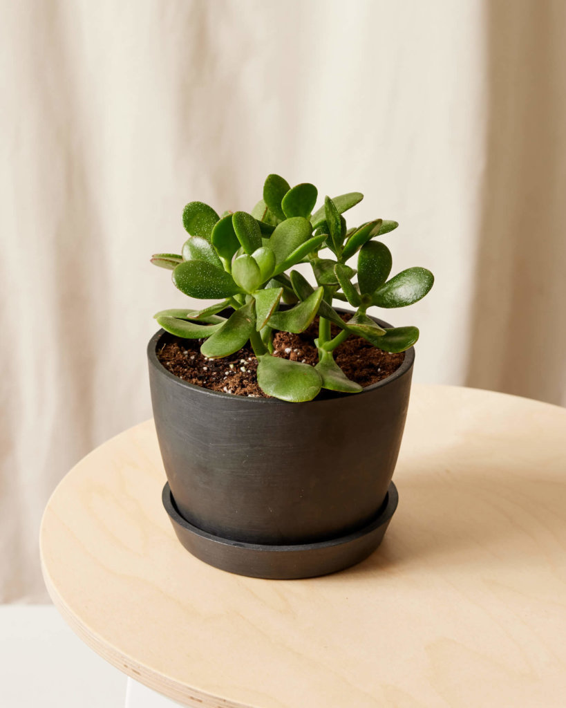 Bloomscape Jade Plant.