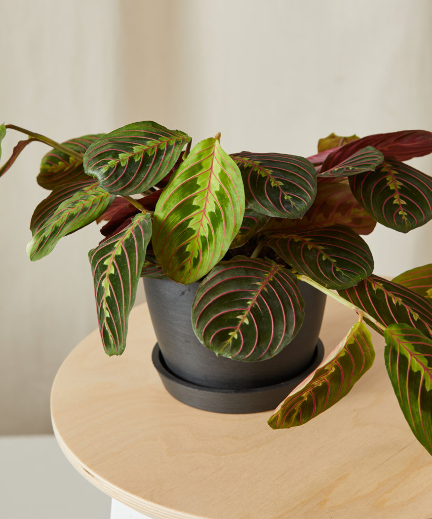 red prayer plant in charcoal pot