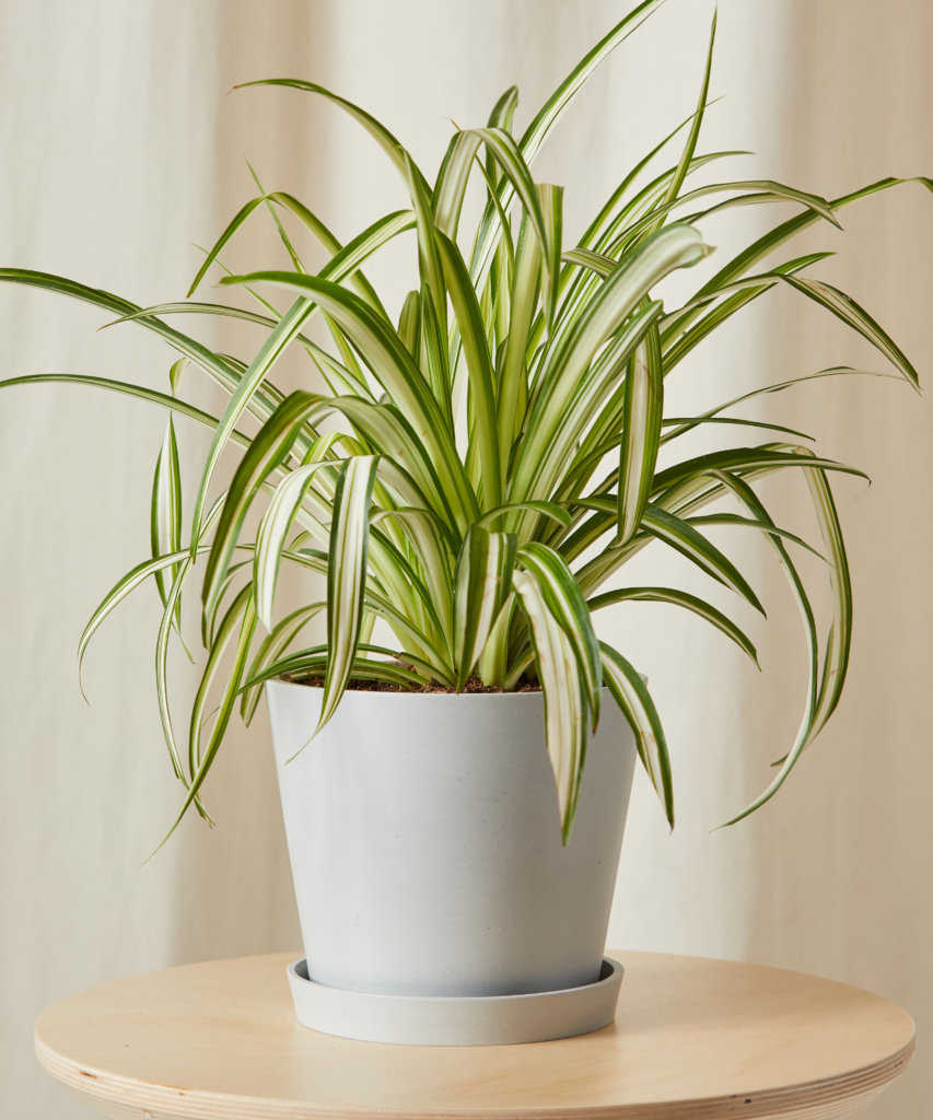 Spider Plant with long, arching green leaves