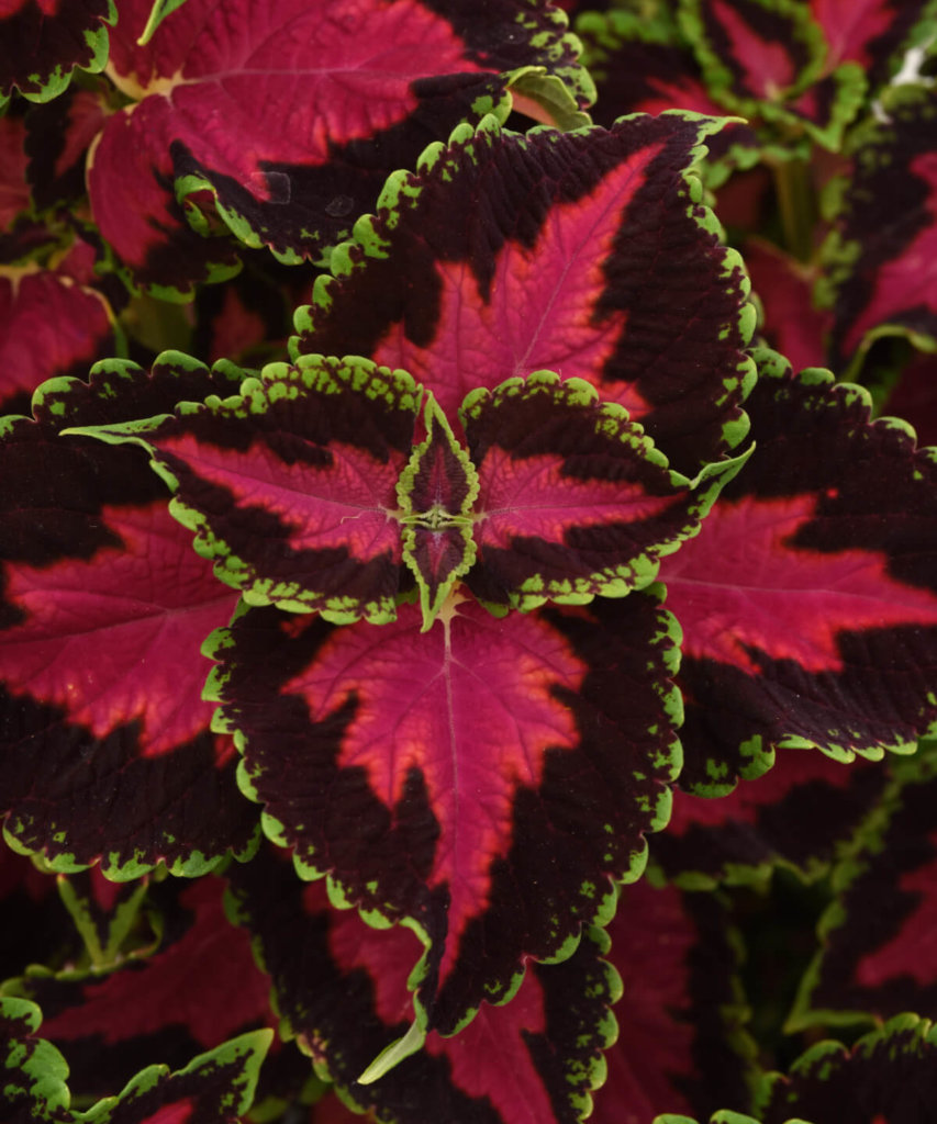 Coleus Heartbreaker Detail