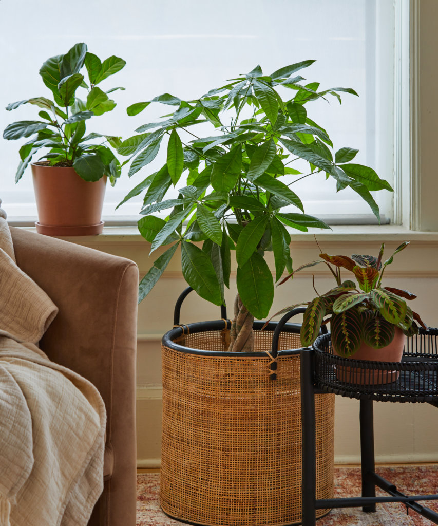Best Plants for the Living Room