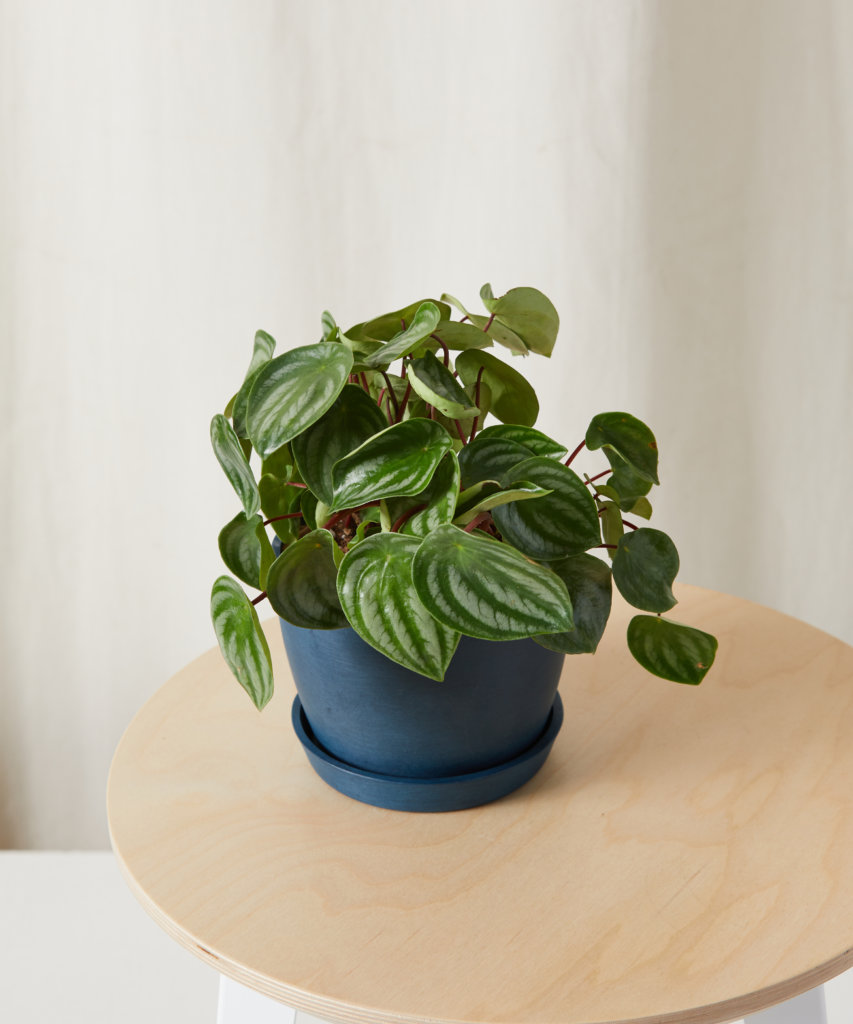 Peperomia with compact, decorative foliage