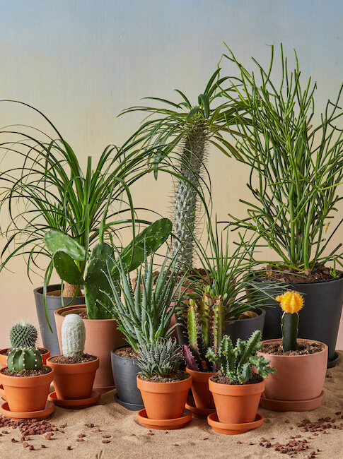 Assorted Bloomscape cacti and succulents