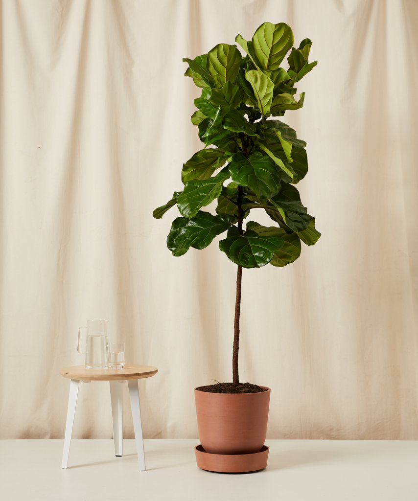 Fiddle Leaf Fig Tree with big glossy leaves