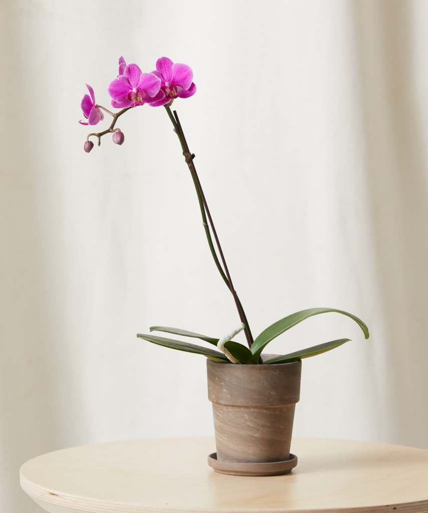 Blooming Pink Orchid