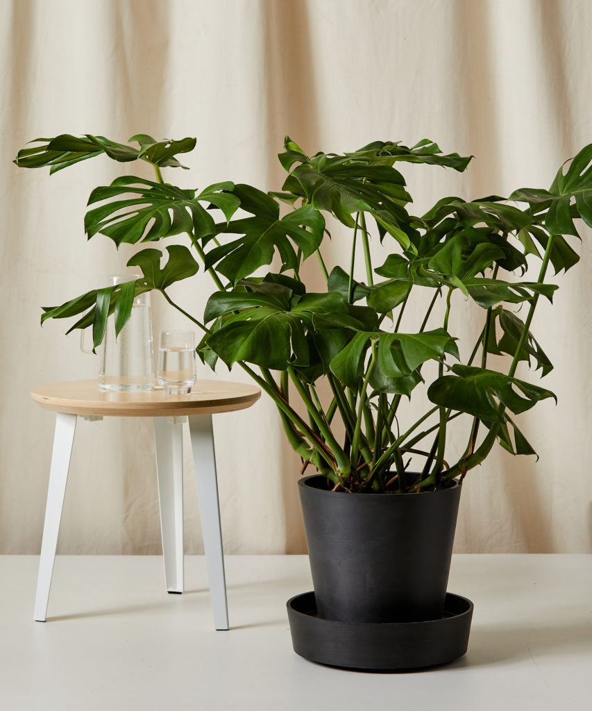 Monstera Deliciosa with large split leaves