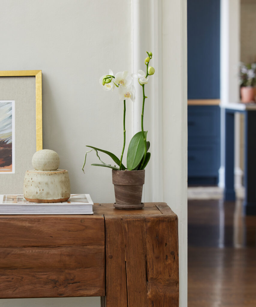 White Orchid in Decorative Pot - Bloomscape Houseplants