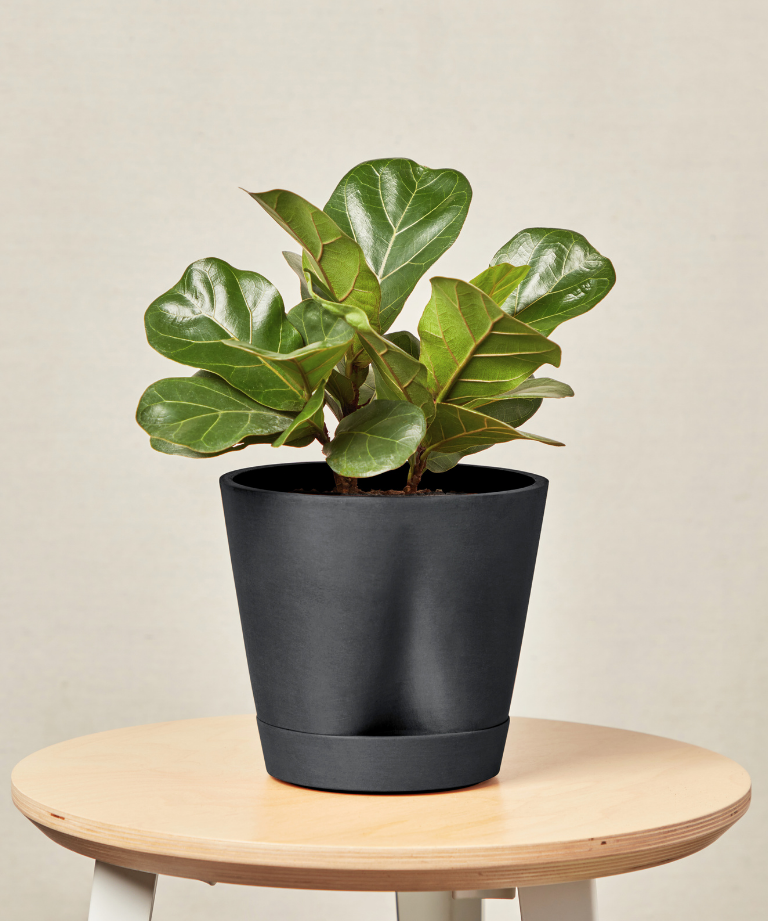 Little Fiddle Leaf Fig with bold green leaves