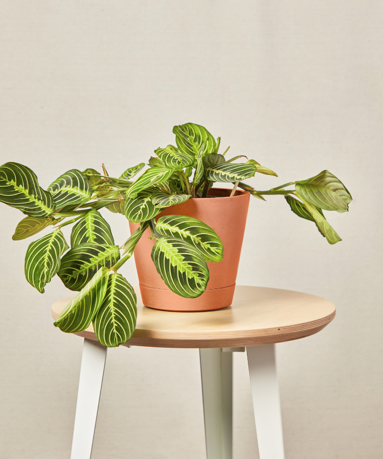 Neon Prayer Plant with bright leaves