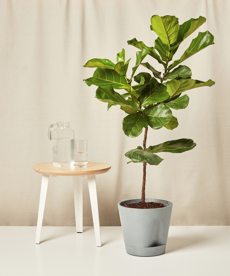 self watering slate xxl fiddle leaf fig