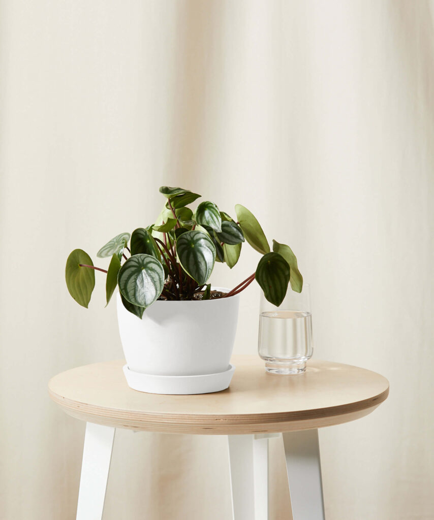 Peperomia Watermelon with small, patterned green leaves on compact stems