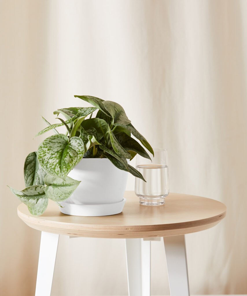 Pothos with trailing green-and-gold leaves