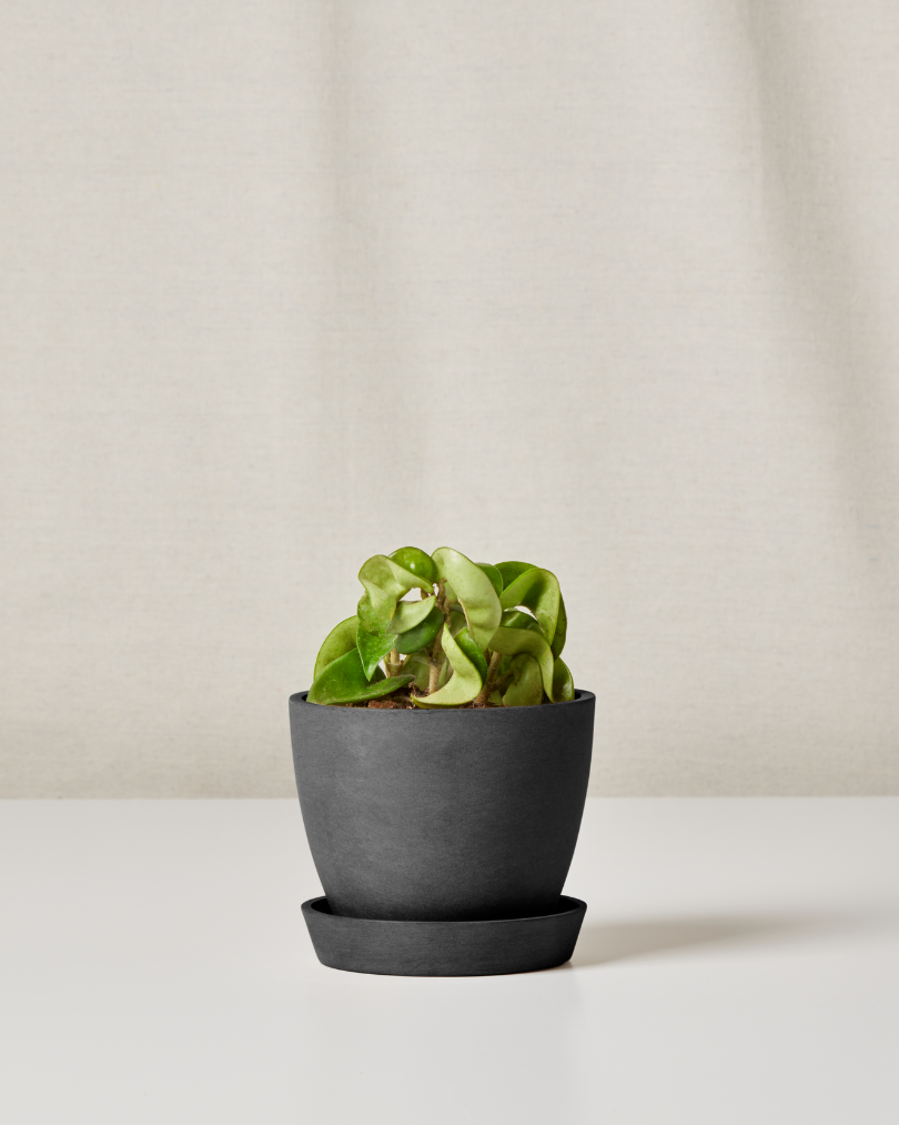 Mini Hoya with trailing green leaves